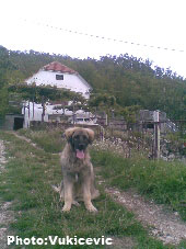 Fils de Vihor x Klejica